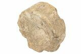 Fossil Ichthyosaur (Brachypterygius) Vertebra - England #238906-2
